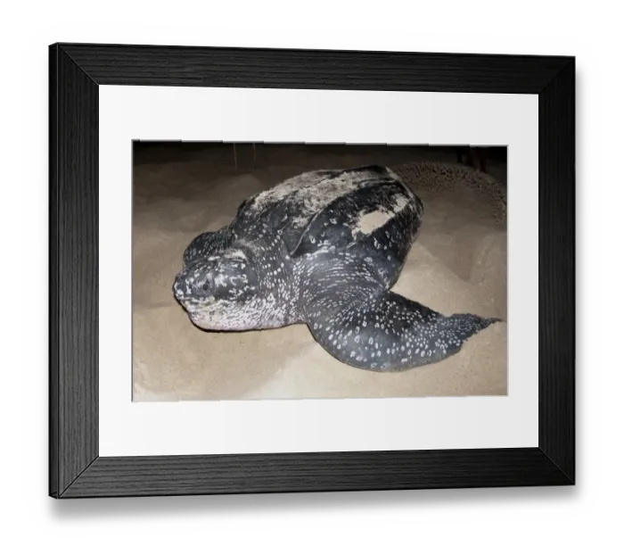 Framed Print : Leatherback Turtle (Dermochelys coriacea) adult female, digging hole and laying eggs in sand at night, Tambrauw Beach Framed Print : Leatherback Turtle (Dermochelys coriacea) adult female, digging hole and laying eggs in sand at night, Tambrauw Beach