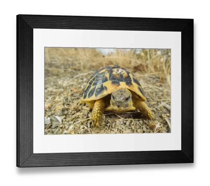 Framed Print : Hermanns Tortoise (Testudo hermanni) adult, standing on gravel, Italy, August
