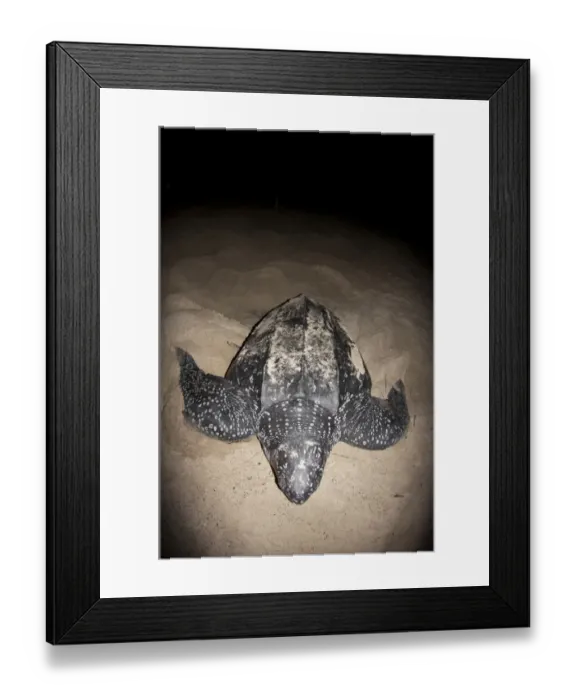 Framed Print : Leatherback Turtle (Dermochelys coriacea) adult female, returning to sea after laying eggs in sand at night Framed Print : Leatherback Turtle (Dermochelys coriacea) adult female, returning to sea after laying eggs in sand at night