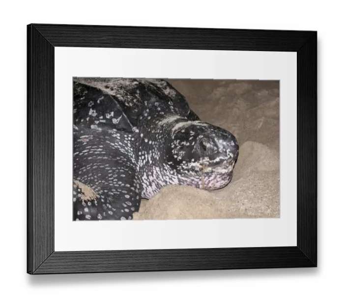 Framed Print : Leatherback Turtle (Dermochelys coriacea) adult female, close-up of head, digging hole Framed Print : Leatherback Turtle (Dermochelys coriacea) adult female, close-up of head, digging hole