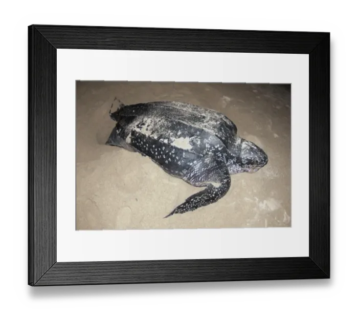 Framed Print : Leatherback Turtle (Dermochelys coriacea) adult female, digging hole and laying eggs in sand at night, Tambrauw Beach Framed Print : Leatherback Turtle (Dermochelys coriacea) adult female, digging hole and laying eggs in sand at night, Tambrauw Beach