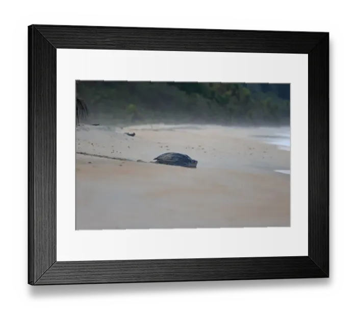 Framed Print : Leatherback Turtle (Dermochelys coriacea) adult female, returning to sea after laying eggs in sand on beach at dawn Framed Print : Leatherback Turtle (Dermochelys coriacea) adult female, returning to sea after laying eggs in sand on beach at dawn