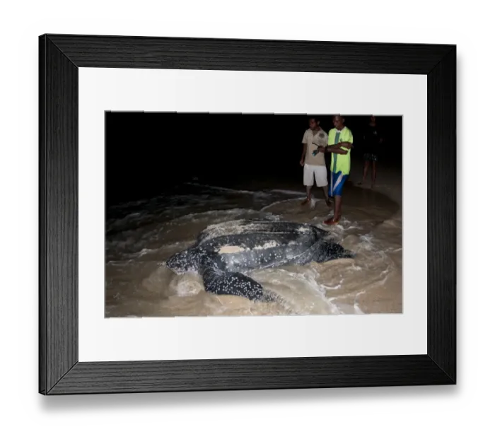Framed Print : Leatherback Turtle (Dermochelys coriacea) adult female, returning to sea after laying eggs in sand at night Framed Print : Leatherback Turtle (Dermochelys coriacea) adult female, returning to sea after laying eggs in sand at night