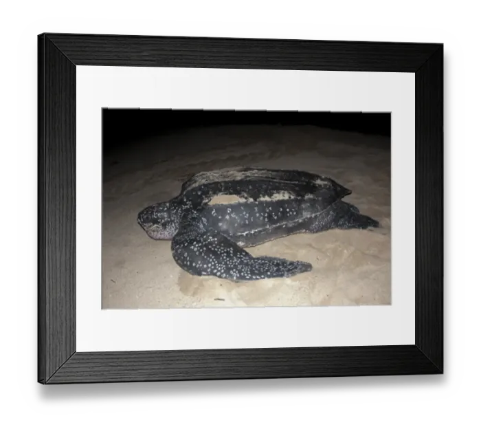 Framed Print : Leatherback Turtle (Dermochelys coriacea) adult female, returning to sea after laying eggs in sand at night Framed Print : Leatherback Turtle (Dermochelys coriacea) adult female, returning to sea after laying eggs in sand at night