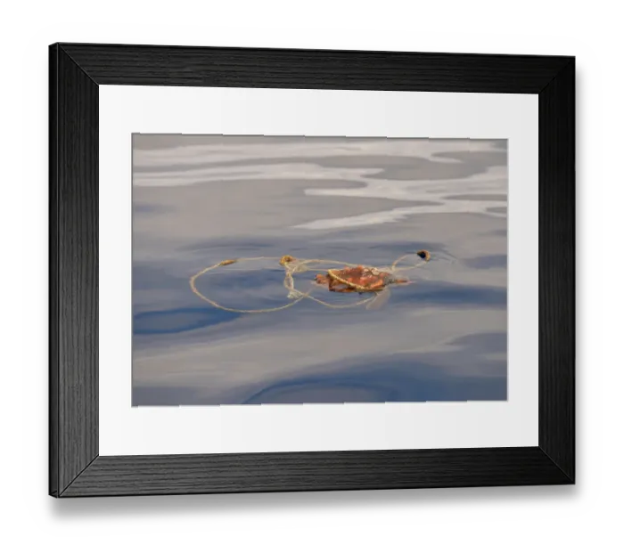 Framed Print : Loggerhead Turtle (Caretta caretta) juvenile, swimming at surface, entangled in rope, Azores, June Framed Print : Loggerhead Turtle (Caretta caretta) juvenile, swimming at surface, entangled in rope, Azores, June