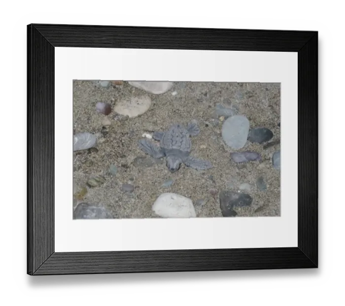 Framed Print : Loggerhead Turtle (Caretta caretta) baby, hatchling on beach, Cyprus, August Framed Print : Loggerhead Turtle (Caretta caretta) baby, hatchling on beach, Cyprus, August