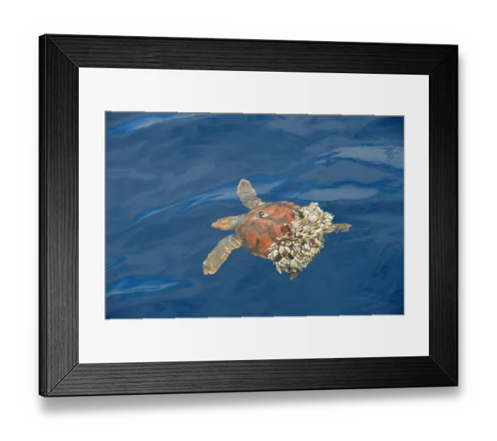Framed Print : Loggerhead Turtle (Caretta caretta) juvenile, swimming at surface, unable to dive as rear of carapace covered in Goose Framed Print : Loggerhead Turtle (Caretta caretta) juvenile, swimming at surface, unable to dive as rear of carapace covered in Goose