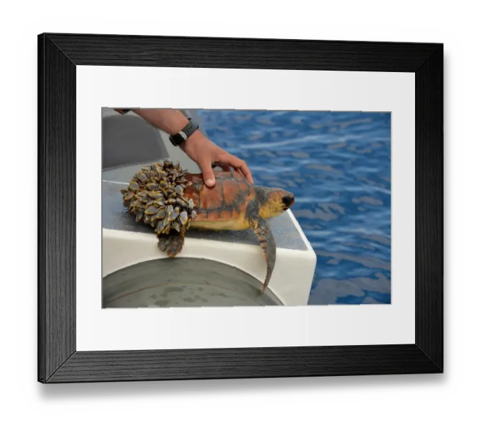 Framed Print : Loggerhead Turtle (Caretta caretta) juvenile, held on boat, unable to dive as rear of carapace covered in Goose Framed Print : Loggerhead Turtle (Caretta caretta) juvenile, held on boat, unable to dive as rear of carapace covered in Goose