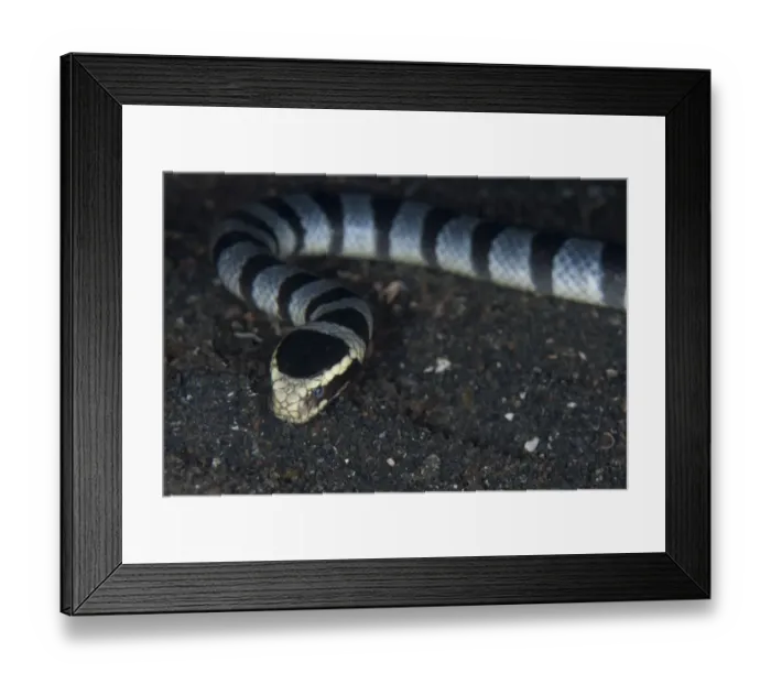 Framed Print : Banded Sea Krait (Laticauda colubrina) adult, close-up of head, on black sand at night, Lembeh Straits, Sulawesi Framed Print : Banded Sea Krait (Laticauda colubrina) adult, close-up of head, on black sand at night, Lembeh Straits, Sulawesi