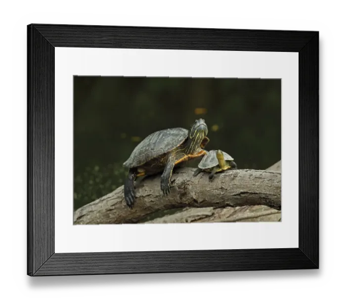 Framed Print : Red-eared Turtle (Trachemys scripta elegans) introduced species, adult, and Chinese Stripe-necked Turtle Framed Print : Red-eared Turtle (Trachemys scripta elegans) introduced species, adult, and Chinese Stripe-necked Turtle