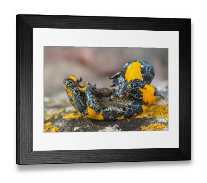 Framed Print : Apennine Yellow-bellied Toad (Bombina pachypus) adult, in unkenreflex defensive posture to show warning colours of Framed Print : Apennine Yellow-bellied Toad (Bombina pachypus) adult, in unkenreflex defensive posture to show warning colours of