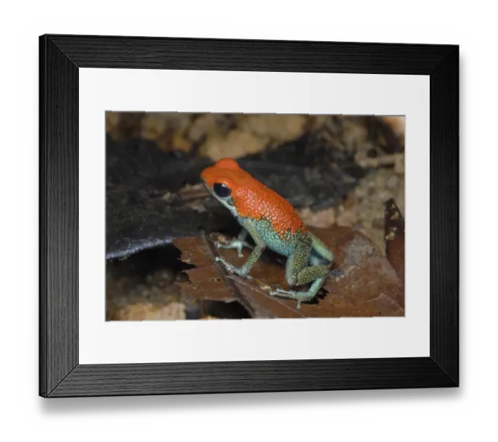 Framed Print : Granular Poison Dart Frog (Oophaga granuliferus) adult, standing on leaf litter in rainforest, Drake Bay Framed Print : Granular Poison Dart Frog (Oophaga granuliferus) adult, standing on leaf litter in rainforest, Drake Bay