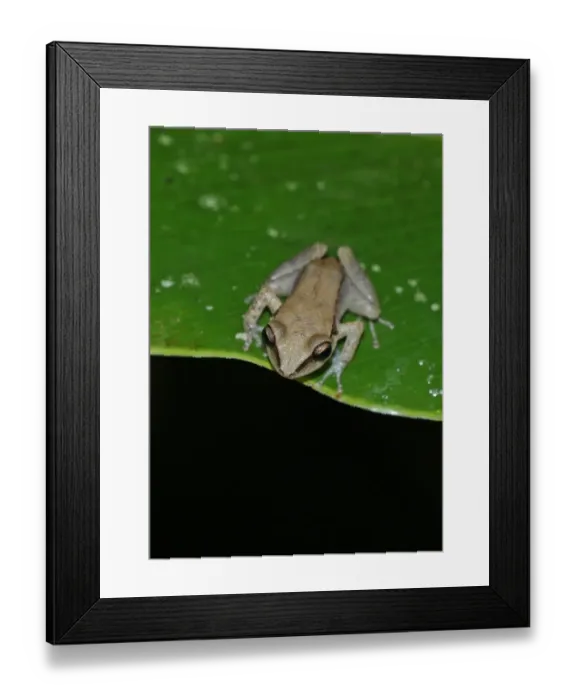 Framed Print : Two-striped Treefrog (Scinax rubra) introduced species, immature, sitting on leaf, Fond Doux Plantation, St Framed Print : Two-striped Treefrog (Scinax rubra) introduced species, immature, sitting on leaf, Fond Doux Plantation, St