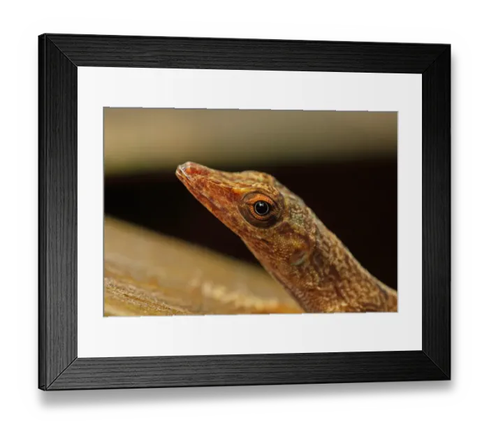 Framed Print : Saint Lucia Anole (Anolis luciae) brown form, adult, close-up of head, Fond Doux Plantation, St Framed Print : Saint Lucia Anole (Anolis luciae) brown form, adult, close-up of head, Fond Doux Plantation, St