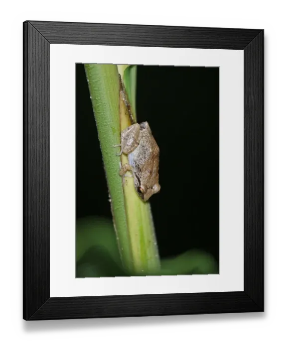 Framed Print : Lesser Antillean Whistling Frog (Eleutherodactylus johnstonei) adult, clinging to stem, Fond Doux Plantation, St Framed Print : Lesser Antillean Whistling Frog (Eleutherodactylus johnstonei) adult, clinging to stem, Fond Doux Plantation, St