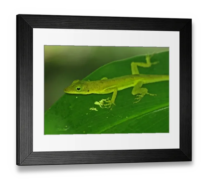 Framed Print : Saint Lucia Anole (Anolis luciae) green form, adult, resting on leaf, Fond Doux Plantation, St Framed Print : Saint Lucia Anole (Anolis luciae) green form, adult, resting on leaf, Fond Doux Plantation, St