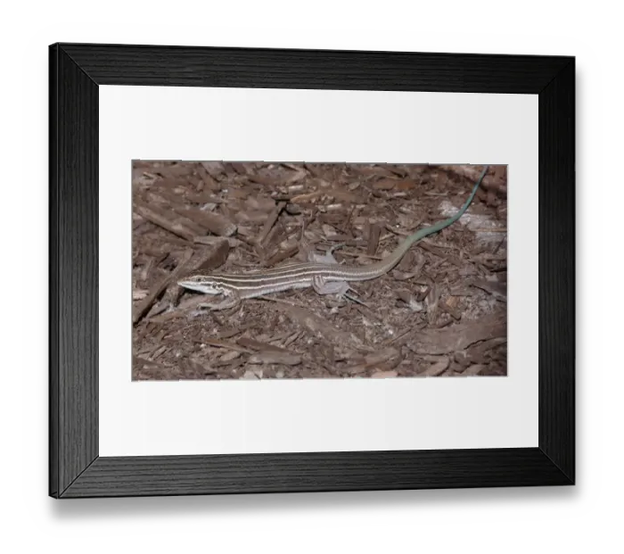 Framed Print : Desert Grassland Whiptail Lizard (Aspidoscelis uniparens) adult female, basking in early morning, Zion N. P Framed Print : Desert Grassland Whiptail Lizard (Aspidoscelis uniparens) adult female, basking in early morning, Zion N. P