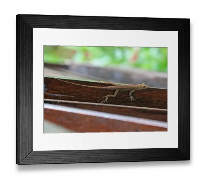 Framed Print : Saint Lucia Anole (Anolis luciae) brown form, adult, resting on wooden railing, Fond Doux Plantation, St Framed Print : Saint Lucia Anole (Anolis luciae) brown form, adult, resting on wooden railing, Fond Doux Plantation, St