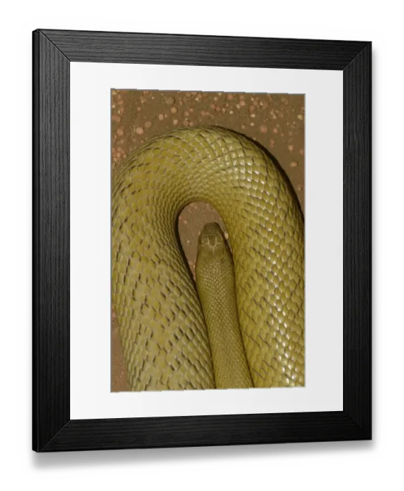 Framed Print : Inland Taipan (Oxyuranus microlepidotus) worlds most venomous land snake, adult, close-up of head, Queensland Framed Print : Inland Taipan (Oxyuranus microlepidotus) worlds most venomous land snake, adult, close-up of head, Queensland