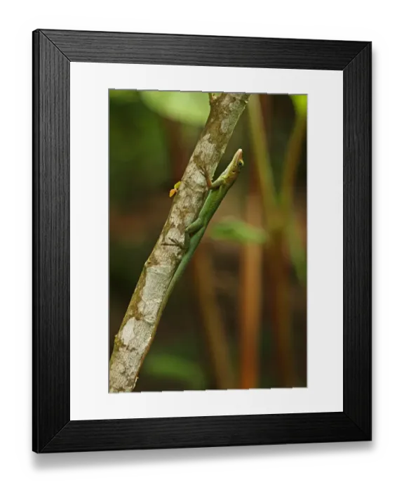 Framed Print : Saint Lucia Anole (Anolis luciae) green form, adult, clinging to branch, Fond Doux Plantation, St Framed Print : Saint Lucia Anole (Anolis luciae) green form, adult, clinging to branch, Fond Doux Plantation, St