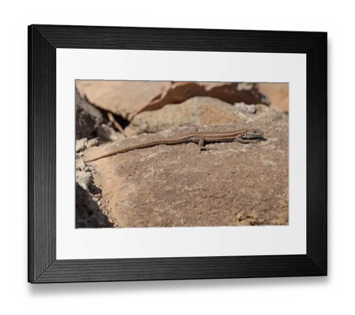Framed Print : Atlantic Lizard (Gallotia atlantica) adult, basking on rock, Betancuria, Fuerteventura, Canary Islands, March Framed Print : Atlantic Lizard (Gallotia atlantica) adult, basking on rock, Betancuria, Fuerteventura, Canary Islands, March