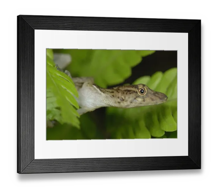Framed Print : Many-scaled Anole (Norops polylepis) adult, close-up of head, clinging to leaf in rainforest, Corvovado N. P Framed Print : Many-scaled Anole (Norops polylepis) adult, close-up of head, clinging to leaf in rainforest, Corvovado N. P