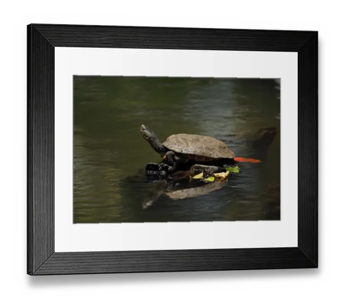 Framed Print : Chinese Stripe-necked Turtle (Mauremys sinensis) adult, basking on rock, Taiwan, April Framed Print : Chinese Stripe-necked Turtle (Mauremys sinensis) adult, basking on rock, Taiwan, April