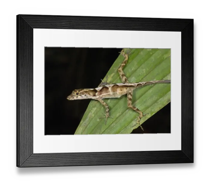 Framed Print : Many-scaled Anole (Norops polylepis) adult, resting on palm frond in primary rainforest, Corcovado N. P
