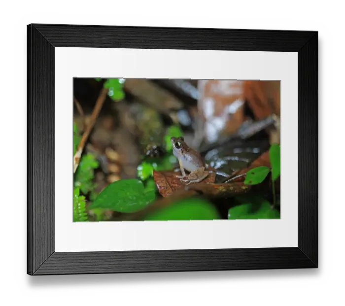 Framed Print : Urichs Rain Frog (Pristimantis urichi) adult male, calling, sitting on leaf litter, Trinidad, Trinidad and Tobago Framed Print : Urichs Rain Frog (Pristimantis urichi) adult male, calling, sitting on leaf litter, Trinidad, Trinidad and Tobago