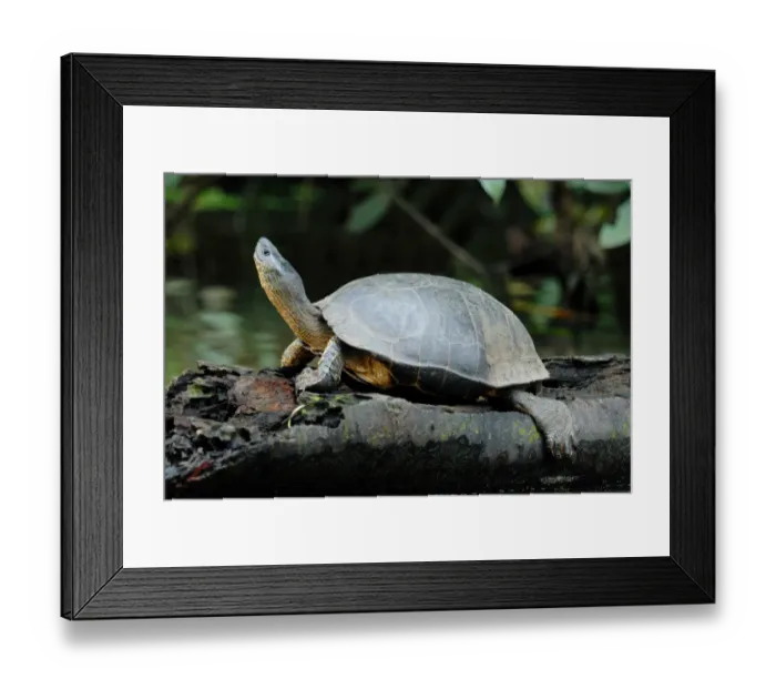 Framed Print : Black River Turtle (Rhinoclemmys funerea) adult, basking on log in flooded forest, Tortuguero N. P Framed Print : Black River Turtle (Rhinoclemmys funerea) adult, basking on log in flooded forest, Tortuguero N. P