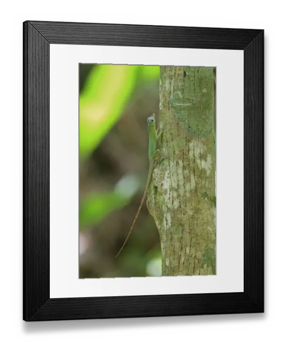 Framed Print : Richards Anole (Anolis richardii) introduced species, adult, resting on tree trunk, Tobago, Trinidad and Tobago, May