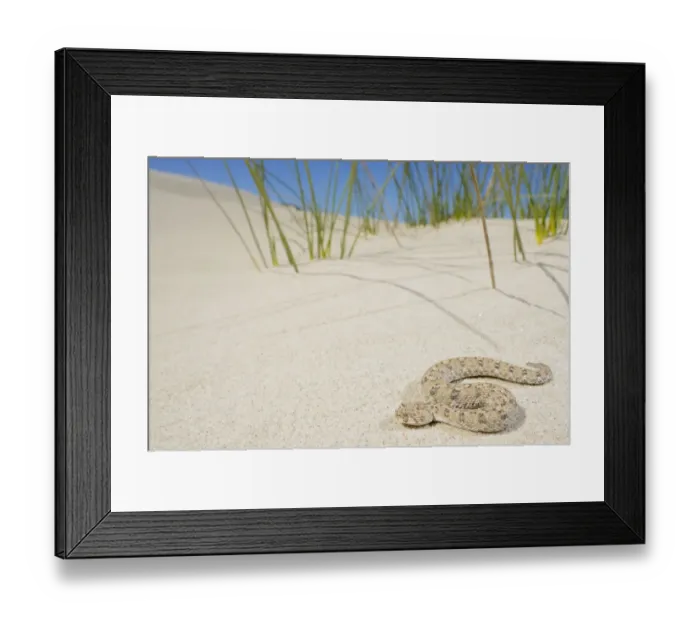 Framed Print : Namaqua Dwarf Adder (Bitis schneideri) adult, on sand dune in desert, Little Namaqualand, Namaqualand, South Africa Framed Print : Namaqua Dwarf Adder (Bitis schneideri) adult, on sand dune in desert, Little Namaqualand, Namaqualand, South Africa