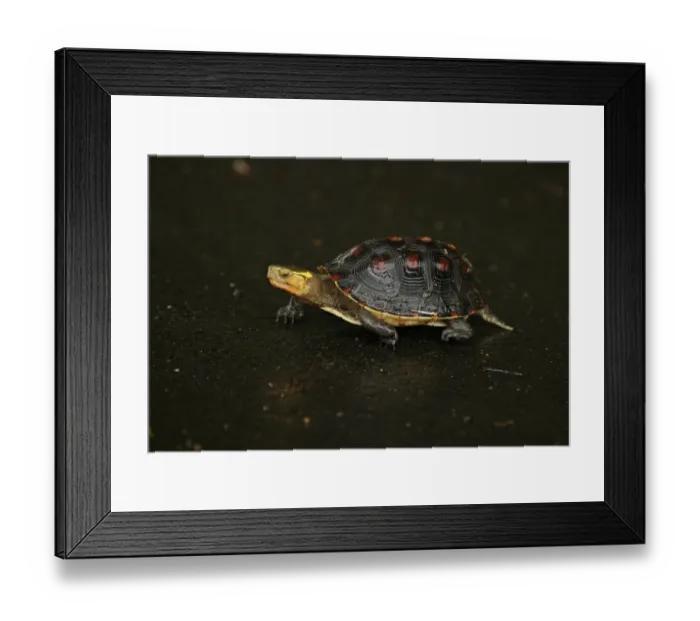 Framed Print : Chinese Box Turtle (Cistoclemmys flavomarginata) adult, crossing wet road during rainfall, Taiwan, April Framed Print : Chinese Box Turtle (Cistoclemmys flavomarginata) adult, crossing wet road during rainfall, Taiwan, April