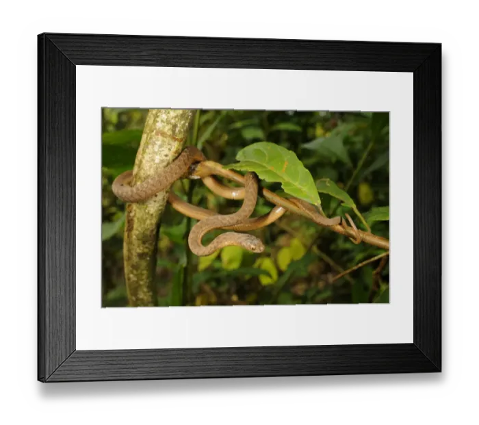 Framed Print : Montane Egg-eater Snake (Dasypeltis atra) adult, coiled on branch, Kahuzi-Biega N. P Framed Print : Montane Egg-eater Snake (Dasypeltis atra) adult, coiled on branch, Kahuzi-Biega N. P