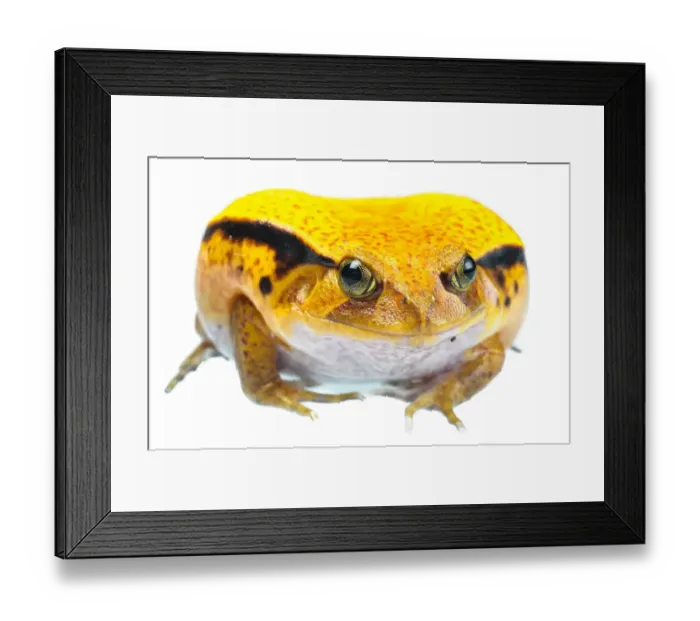 Framed Print : Sambava Tomato Frog (Dyscophus guineti) subadult Framed Print : Sambava Tomato Frog (Dyscophus guineti) subadult