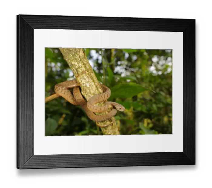 Framed Print : Montane Egg-eater Snake (Dasypeltis atra) adult, coiled on branch, Kahuzi-Biega N. P Framed Print : Montane Egg-eater Snake (Dasypeltis atra) adult, coiled on branch, Kahuzi-Biega N. P