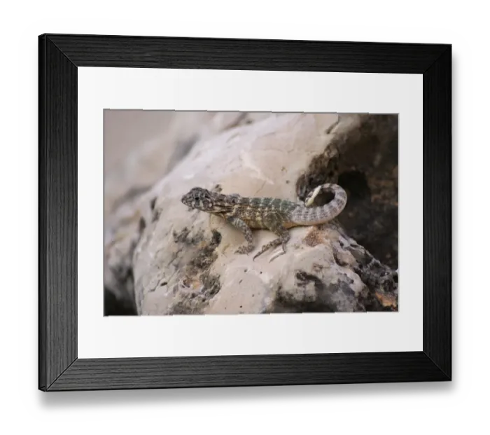 Framed Print : Cuban Brown Curly-tailed Lizard (Leiocephalus cubensis) adult, resting on rock, Jibacoa, Mayabeque Province, Cuba Framed Print : Cuban Brown Curly-tailed Lizard (Leiocephalus cubensis) adult, resting on rock, Jibacoa, Mayabeque Province, Cuba