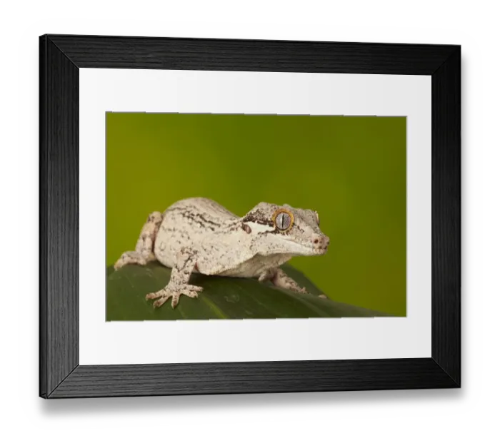 Framed Print : Gargoyle Gecko (Rhacodactylus auriculatus) adult, resting on leaf (captive)