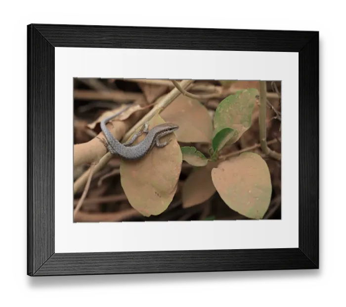 Framed Print : Brown-flanked Skink (Trachylepis affinus) adult, resting on leaf, Western Division, Gambia, January Framed Print : Brown-flanked Skink (Trachylepis affinus) adult, resting on leaf, Western Division, Gambia, January