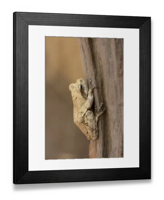 Framed Print : Mozambique Forest Treefrog (Leptopelis mossambicus) adult, resting on tree trunk, Kafue N. P. Zambia, September Framed Print : Mozambique Forest Treefrog (Leptopelis mossambicus) adult, resting on tree trunk, Kafue N. P. Zambia, September