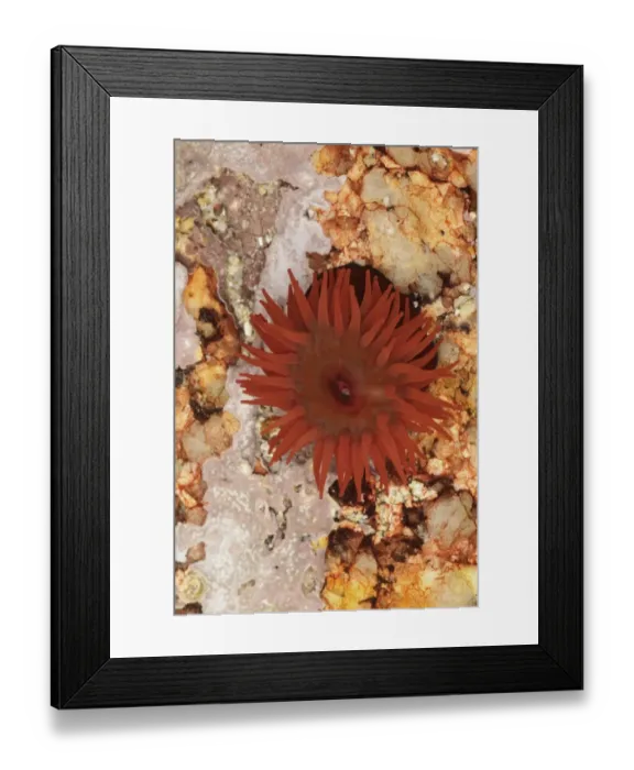 Framed Print : Beadlet Anemone (Actinia equina) adult, with tentacles extended, in rockpool at low tide, Sennon Cove, Cornwall Framed Print : Beadlet Anemone (Actinia equina) adult, with tentacles extended, in rockpool at low tide, Sennon Cove, Cornwall