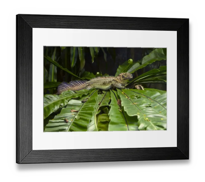Framed Print : Amboina Sail-finned Lizard (Hydrosaurus amboinensis) adult, resting on leaves, Singapore Zoo Framed Print : Amboina Sail-finned Lizard (Hydrosaurus amboinensis) adult, resting on leaves, Singapore Zoo