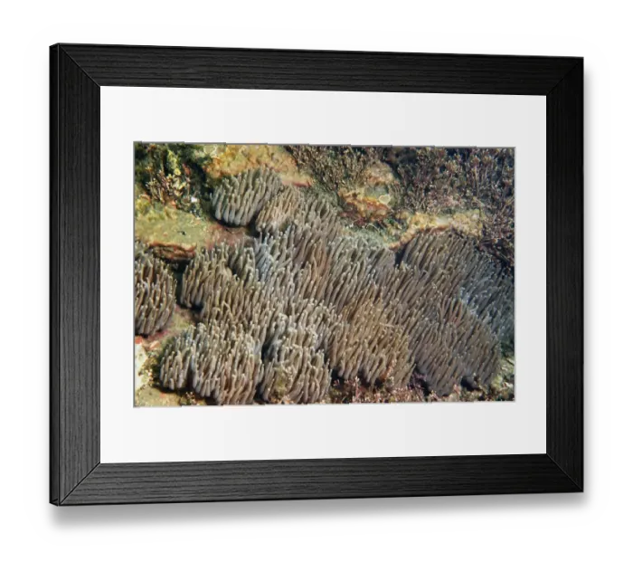 Framed Print : Snakelocks Anemone (Anemonia viridis) adults, group with tentacles extended, Kimmeridge Bay, Isle of Purbeck, Dorset Framed Print : Snakelocks Anemone (Anemonia viridis) adults, group with tentacles extended, Kimmeridge Bay, Isle of Purbeck, Dorset