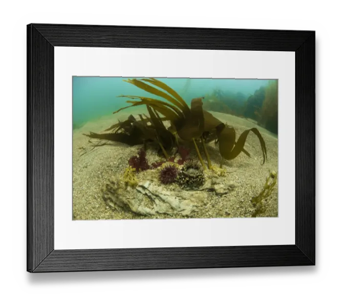 Framed Print : Beadlet Anemone (Actinia equina) and Jewel Anemone (Corynactis haddoni) adults, with tentacles extended