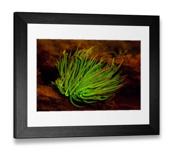 Framed Print : Snakelocks Anemone (Anemonia viridis) adult, showing fluorescence, Swanage Pier, Swanage Bay, Isle of Purbeck, Dorset Framed Print : Snakelocks Anemone (Anemonia viridis) adult, showing fluorescence, Swanage Pier, Swanage Bay, Isle of Purbeck, Dorset