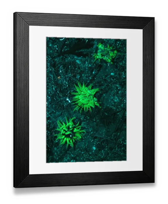 Framed Print : Snakelocks Anemone (Anemonia viridis) three adults, showing fluorescence, Kimmeridge Bay, Dorset, England, January Framed Print : Snakelocks Anemone (Anemonia viridis) three adults, showing fluorescence, Kimmeridge Bay, Dorset, England, January