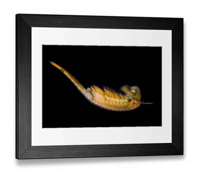 Framed Print : Fairy Shrimp (Chirocephalus diaphanus) adult male, Antola Regional Park, Genova Province, Liguria, Italy, June Framed Print : Fairy Shrimp (Chirocephalus diaphanus) adult male, Antola Regional Park, Genova Province, Liguria, Italy, June