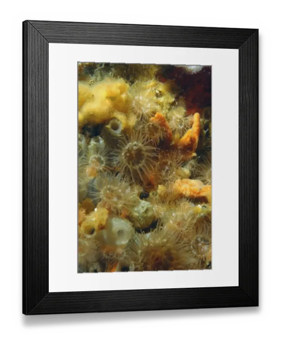 Framed Print : Orange Anemone (Diadumene cincta) adults, with tentacles extended amongst sponges and sea-squirts, Bournemouth Pier Framed Print : Orange Anemone (Diadumene cincta) adults, with tentacles extended amongst sponges and sea-squirts, Bournemouth Pier