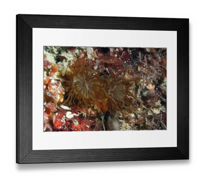 Framed Print : Trumpet Anemone (Aiptasia mutabilis) two adults, with extended tentacles, Brandy Bay, Isle of Purbeck, Dorset, England Framed Print : Trumpet Anemone (Aiptasia mutabilis) two adults, with extended tentacles, Brandy Bay, Isle of Purbeck, Dorset, England