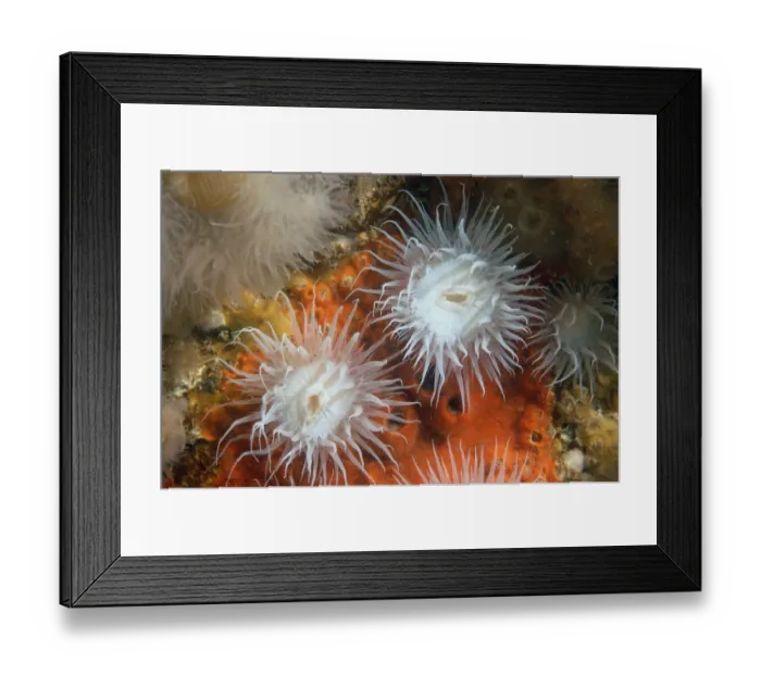 Framed Print : Elegant Anemone (Sagartia elegans) adults, with tentacles extended, Bournemouth, Dorset, England, September Framed Print : Elegant Anemone (Sagartia elegans) adults, with tentacles extended, Bournemouth, Dorset, England, September